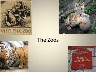 The Zoos
 
