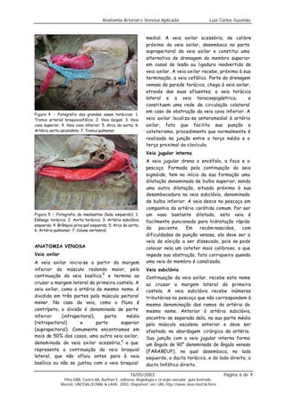 Anatomia Arterial e Venosa Aplicada                            Luiz Carlos Gusmão


                                                                medial. A veia axilar acessória, de calibre
                                                                próximo da veia axilar, desemboca na parte
                                                                suprapeitoral da veia axilar e constitui uma
                                                                alternativa de drenagem do membro superior
                                                                em casos de lesão ou ligadura inadvertida da
                                                                veia axilar. A veia axilar recebe, próxima à sua
                                                                terminação, a veia cefálica. Parte da drenagem
                                                                venosa da parede torácica, chega à veia axilar,
                                                                através das suas afluentes; a veia torácica
                                                                lateral e a veia toracoepigástrica,            e
                                                                constituem uma rede de circulação colateral
                                                                em caso de obstrução da veia cava inferior. A
Figura 4 – Fotografia dos grandes vasos torácicos: 1.
Tronco arterial braquiocefálico; 2. Veia ázigos; 3. Veia        veia axilar localiza-se anteromedial à artéria
cava superior; 4. Veia cava inferior; 5. Arco da aorta; 6.      axilar, fato que facilita sua punção e
Artéria aorta ascendnte; 7. Tronco pulmonar.                    cateterismo, procedimento que normalmente é
                                                                realizado na junção entre o terço médio e o
                                                                terço proximal da clavícula.
                                                                Veia jugular interna
                                                                A veia jugular drena o encéfalo, a face e o
                                                                pescoço. Formada pela continuação do seio
                                                                sigmóide, tem no início da sua formação uma
                                                                dilatação denominada de bulbo superior, sendo
                                                                uma outra dilatação, situada próxima à sua
                                                                desembocadura na veia subclávia, denominada
                                                                de bulbo inferior. A veia desce no pescoço em
                                                                companhia da artéria carótida comum. Por ser
Figura 5 – Fotografia do mediastino (lado esquerdo): 1.         um vaso bastante dilatado, esta veia é
Esôsago torácico; 2. Aorta torácica; 3. Artéria subclávia       facilmente puncionada para hidratação rápida
esquerda; 4. Brônquio principal esquerdo; 5. Arco da aorta;
6. Artéria pulmonar; 7. Coluna vertebral.
                                                                do    paciente.   Em    recém-nascidos,   com
                                                                dificuldades de punção venosa, ela deve ser a
                                                                veia de eleição a ser dissecada, pois se pode
ANATOMIA VENOSA                                                 colocar nela um cateter mais calibroso, o que
Veia axilar                                                     impede sua obstrução, fato corriqueiro quando
A veia axilar inicia-se a partir da margem                      uma veia do membro é canalizada.
inferior do músculo redondo maior, pela                         Veia subclávia
continuação da veia basílica,5 e termina ao                     Continuação da veia axilar, recebe este nome
cruzar a margem lateral da primeira costela. A                  ao cruzar a margem lateral da primeira
veia axilar, como a artéria do mesmo nome, é                    costela. A veia subclávia recebe inúmeras
dividida em três partes pelo músculo peitoral                   tributárias no pescoço que não correspondem à
menor. No caso da veia, como o fluxo é                          mesma denominação dos ramos da artéria do
centrípeto, a divisão é denominada de parte                     mesmo nome. Anterior à artéria subclávia,
inferior     (infrapeitoral),     parte   média                 encontra-se separada dela, na sua parte média
(retropeitoral)       e       parte     superior                pelo músculo escaleno anterior e deve ser
(suprapeitoral). Comumente encontramos em                       afastada na abordagem cirúrgica da artéria.
mais de 50% dos casos, uma outra veia axilar,                   Sua junção com a veia jugular interna forma
denominada de veia axilar acessória, 6 e que                    um ângulo de 90° denominado de ângulo venoso
representa a continuação da veia braquial                       (FARABEUF), no qual desemboca, no lado
lateral, que não afluiu antes para à veia                       esquerdo, o ducto torácico, e do lado direito, o
basílica ou não se juntou com a veia braquial                   ducto linfático direito.

                                                      16/05/2003                                            Página 6 de 9
               Pitta GBB, Castro AA, Burihan E, editores. Angiologia e cirurgia vascular: guia ilustrado.
              Maceió: UNCISAL/ECMAL & LAVA; 2003. Disponível em: URL:http://www. lava.med.br/livro
 