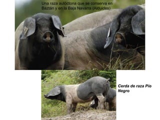 Cerda de raza Pío Negro 
Una raza autóctona que se conserva en Baztán y en la Baja Navarra (Alduides)  