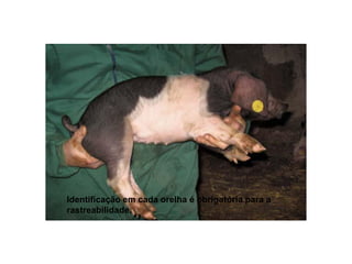 Identificação em cada orelha é obrigatória para a rastreabilidade.  