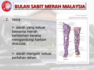 2. Vena >  darah yang keluar    bewarna merah      kehitaman kerana      mengandungi karbon  dioksida. >  darah mengalir keluar    perlahan-lahan. 