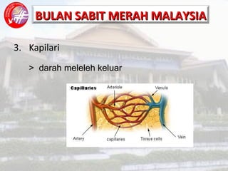 3. Kapilari >  darah meleleh keluar 