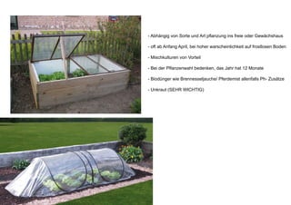 - Abhängig von Sorte und Art pflanzung ins freie oder Gewächshaus
- oft ab Anfang April, bei hoher warscheinlichkeit auf frostlosen Boden
- Mischkulturen von Vorteil
- Bei der Plfanzenwahl bedenken, das Jahr hat 12 Monate
- Biodünger wie Brennesseljauche/ Pferdemist allenfalls Ph- Zusätze
- Unkraut (SEHR WICHTIG)
 