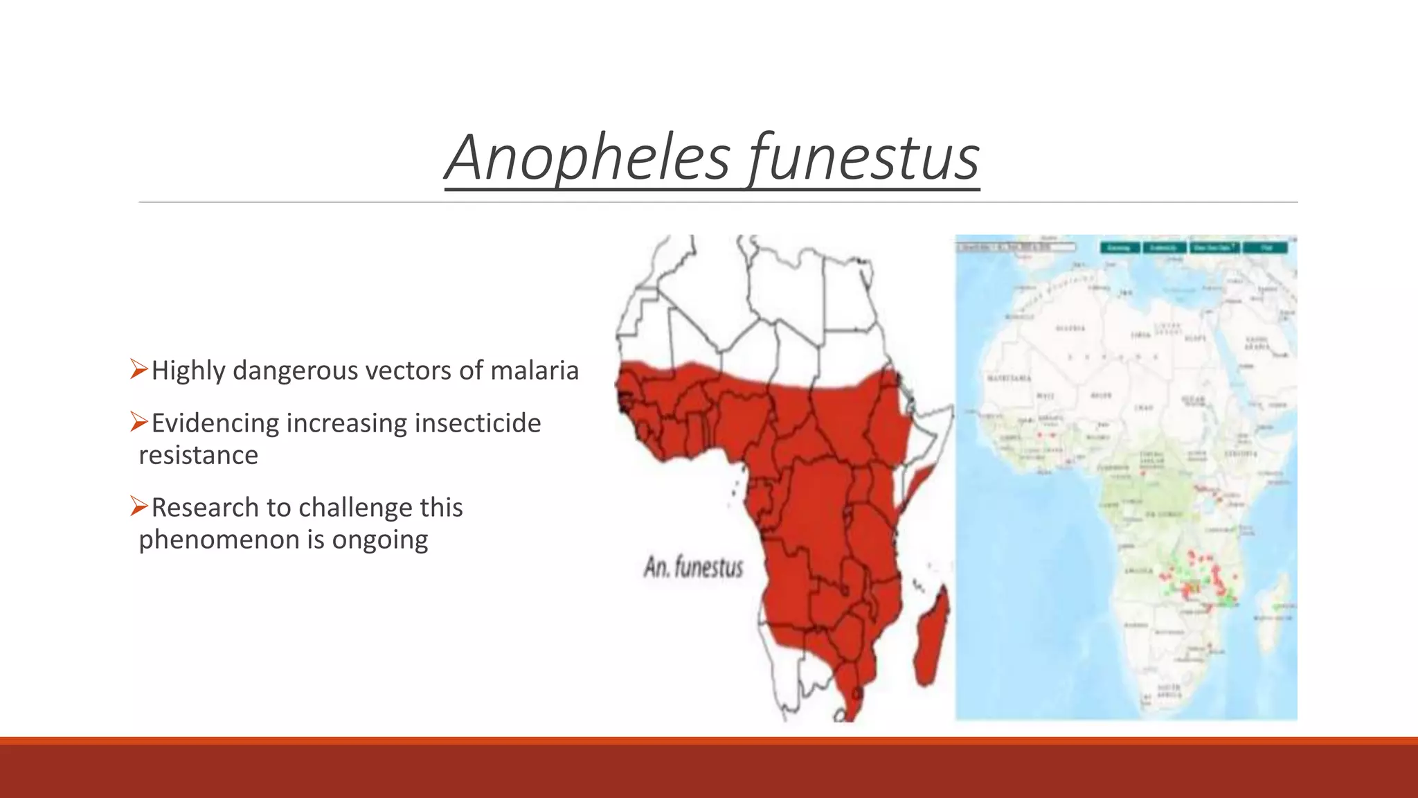 Anopheles funestus
Highly dangerous vectors of malaria
Evidencing increasing insecticide
resistance
Research to challenge this
phenomenon is ongoing
 