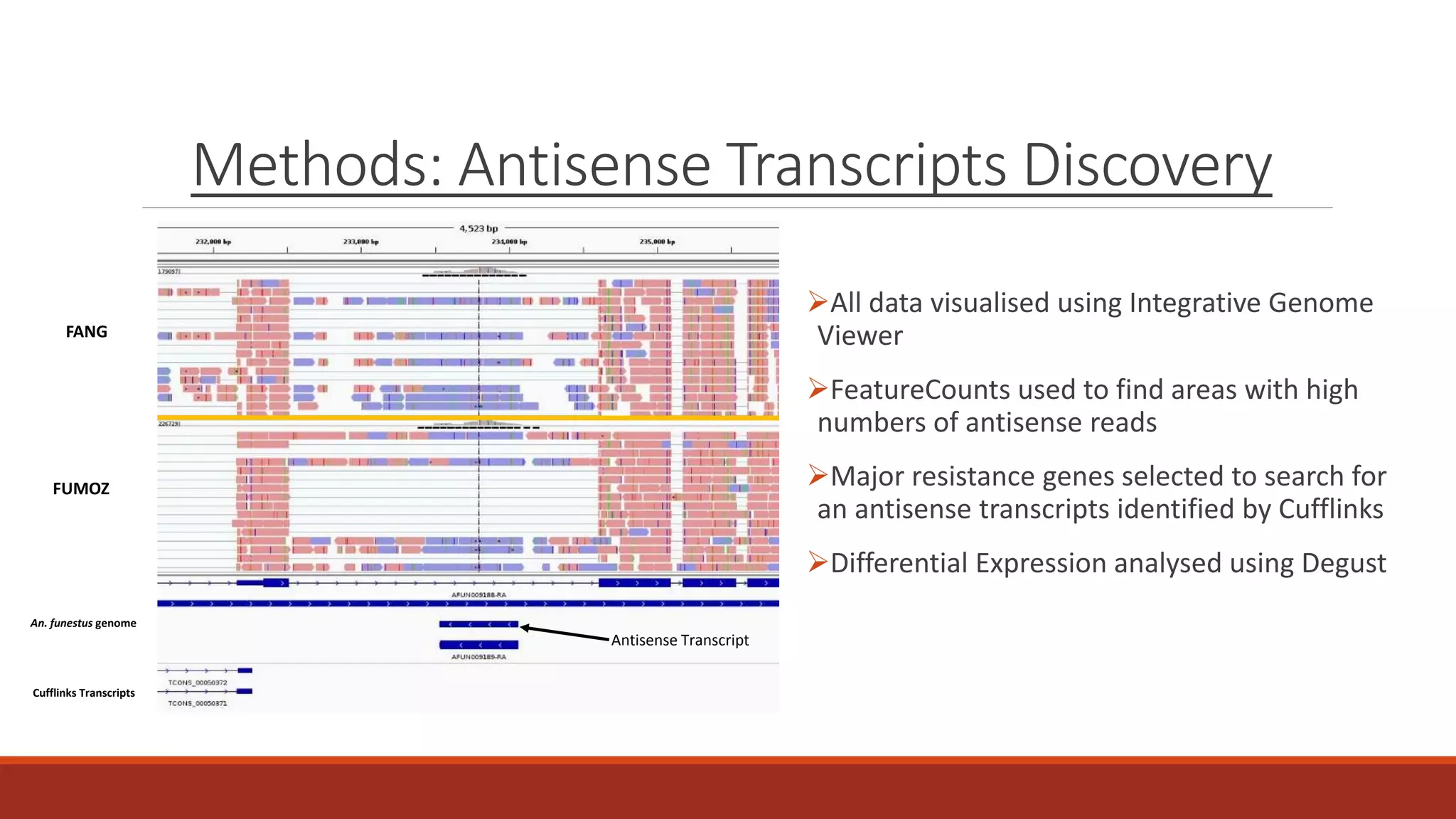 Methods: Antisense Transcripts Discovery
All data visualised using Integrative Genome
Viewer
FeatureCounts used to find areas with high
numbers of antisense reads
Major resistance genes selected to search for
an antisense transcripts identified by Cufflinks
Differential Expression analysed using Degust
FANG
FUMOZ
An. funestus genome
Cufflinks Transcripts
Antisense Transcript
 