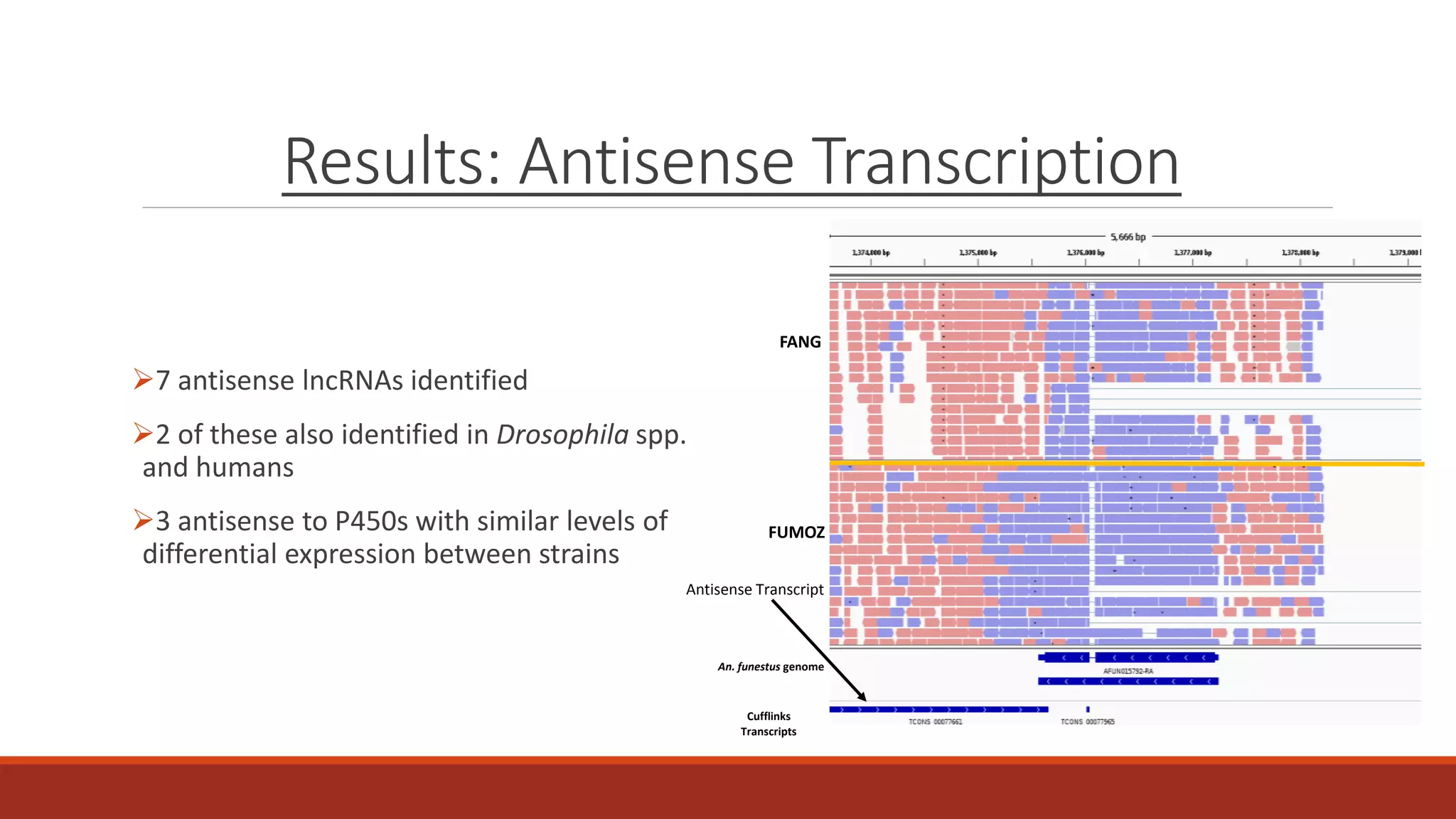 Results: Antisense Transcription
7 antisense lncRNAs identified
2 of these also identified in Drosophila spp.
and humans
3 antisense to P450s with similar levels of
differential expression between strains
FANG
FUMOZ
An. funestus genome
Cufflinks
Transcripts
Antisense Transcript
 