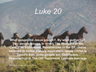 Luke 20
What gospel did Jesus preach?, By what authority?,
Two people groups in Israel, The Vineyard of the
Lord, The Sadducees, Resurrection in the OT, Jesus
believed in verbal plenary inspiration, Jesus Christ is
David's Son, Unforgivable sin, Sadducees,
Resurrection In The Old Testament, Levirate marriage
Photo- BLM Nevada, wild-horses-nevada
 