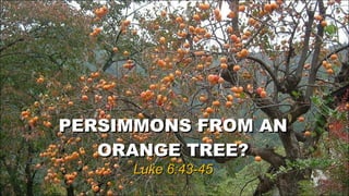 PERSIMMONS FROM AN ORANGE TREE? Luke 6:43-45 