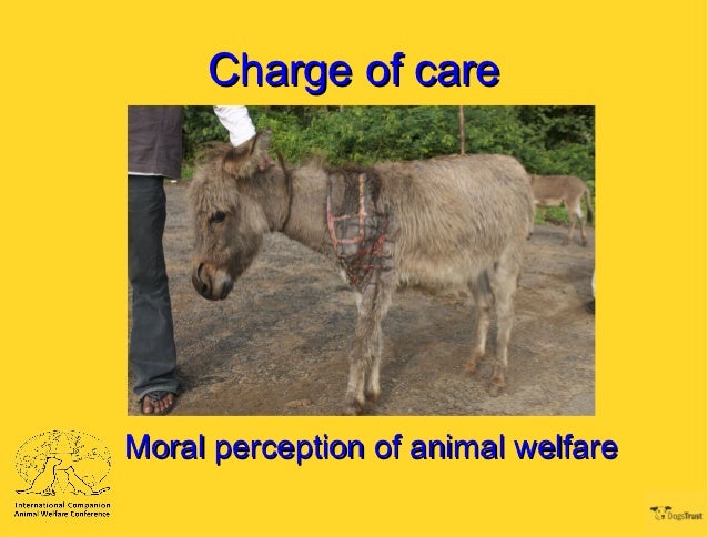 human animal interaction