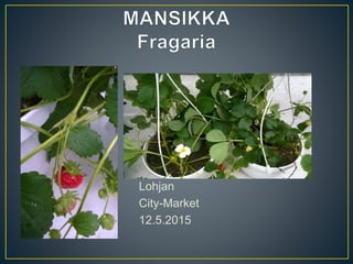 Lohjan
City-Market
12.5.2015
 