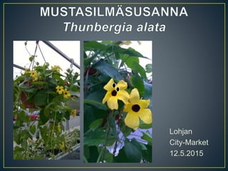 Lohjan
City-Market
12.5.2015
 