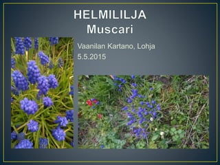 Vaanilan Kartano, Lohja
5.5.2015
 