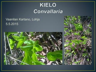 Vaanilan Kartano, Lohja
5.5.2015
 