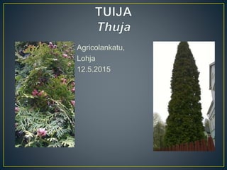 Agricolankatu,
Lohja
12.5.2015
 