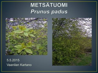 5.5.2015
Vaanilan Kartano
 