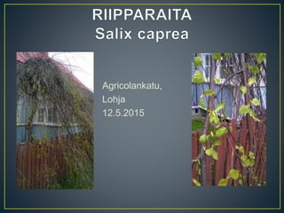 Agricolankatu,
Lohja
12.5.2015
 