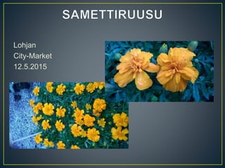 Lohjan
City-Market
12.5.2015
 