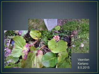 Vaanilan
Kartano
8.5.2015
 