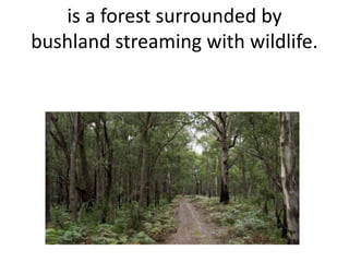 is a forest surrounded by
bushland streaming with wildlife.

 