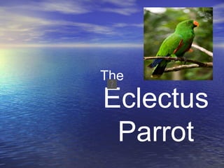 The

Eclectus
 Parrot
 