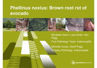 Phellinus noxius: Brown root rot of
avocado



                  Elizabeth Dann, Luke Smith, Ken
                  Pegg
                  Fruit Pathology Team, Indooroopilly

                  Michelle Grose, Geoff Pegg
                  Forestry Pathology, Indooroopilly
 