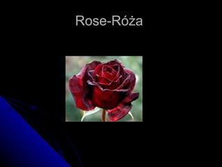 Rose-Róża  