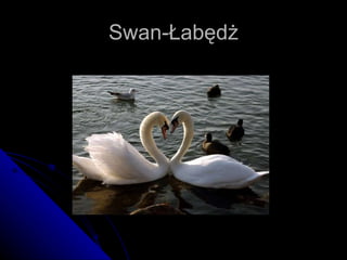 Swan-Łabędż 