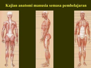 Kajian anatomi manusia semasa pembelajaran
 