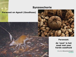 Synzoochorie Paranoot en Agouti (Goudhaas) Paranoot: de ‘noot’ is het zaad met zeer harde zaadhuid 