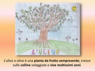 L’ulivo o olivo è una pianta da frutto sempreverde; cresce 
sulle colline soleggiate e vive moltissimi anni. 
 