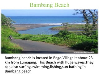 Bambang Beach 
Bambang beach is located in Bago Village it about 23 
km from Lumajang. This Beach with huge waves.They 
can also surfing,swimming,fishing,sun bathing in 
Bambang beach 
 