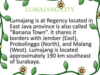 LUMAJANG CITY 
Lumajang is at Regency located in 
East Java province is also called 
“Banana Town”. It shares it 
borders with Jember (East), 
Probolinggo (North), and Malang 
(West). Lumajang is located 
approximately 190 km southeast 
of Surabaya. 
 