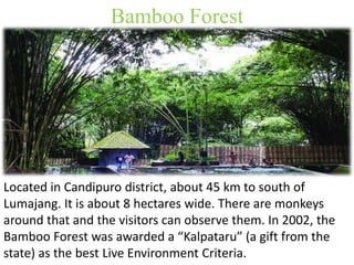 Bamboo Forest 
Located in Candipuro district, about 45 km to south of 
Lumajang. It is about 8 hectares wide. There are monkeys 
around that and the visitors can observe them. In 2002, the 
Bamboo Forest was awarded a “Kalpataru” (a gift from the 
state) as the best Live Environment Criteria. 
 