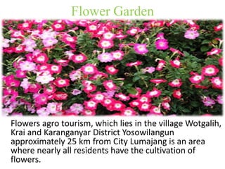 Flower Garden 
Flowers agro tourism, which lies in the village Wotgalih, 
Krai and Karanganyar District Yosowilangun 
approximately 25 km from City Lumajang is an area 
where nearly all residents have the cultivation of 
flowers. 
 