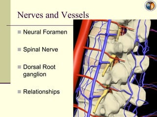 Nerves and Vessels
 Neural Foramen


 Spinal Nerve


 Dorsal Root
  ganglion

 Relationships
 