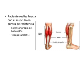 • Paciente realiza fuerza
con el musculo en
contra de resistencia
– Extensor propio del
hallux (L5)
– Tríceps sural (S1)
 