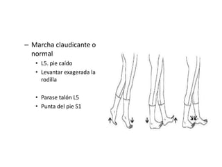 – Marcha claudicante o
normal
• L5. pie caído
• Levantar exagerada la
rodilla
• Parase talón L5
• Punta del pie S1
 