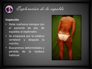Inspección
• Debe realizarse siempre con
el paciente de pie, de
espaldas al explorador.
• Se empezará por la estática
vertebral y después la
marcha.
• Buscaremos deformidades y
pérdida de la lordosis
habitual.
Exploración de la espalda
 