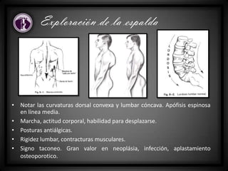 • Notar las curvaturas dorsal convexa y lumbar cóncava. Apófisis espinosa
en línea media.
• Marcha, actitud corporal, habilidad para desplazarse.
• Posturas antiálgicas.
• Rigidez lumbar, contracturas musculares.
• Signo taconeo. Gran valor en neoplásia, infección, aplastamiento
osteoporotico.
Exploración de la espalda
 