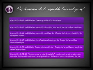 Exploración de la espalda (neurológica)
Afectación de L2: debilidad en flexión y adducción de cadera.
Afectación de L3: debilidad en extensión de rodilla, con abolición del reflejo rotuliano.
Afectación de L4: debilidad en extensión rodilla y dorsiflexión del pie con abolición del
reflejo rotuliano.
Afectación de L5: debilidad en dorsiflexión del dedo gordo, flexión de la rodilla e
inversión del pie.
Afectación de S1: debilidad a flexión plantar del pie y flexión de la rodilla con abolición
del reflejo aquíleo.
Afectación de S2-S4: ”Síndrome de la cola de caballo”, con incontinencia o retención
urinaria, disminución del tono rectal y debilidad de la musculatura intrínseca del pie.
 