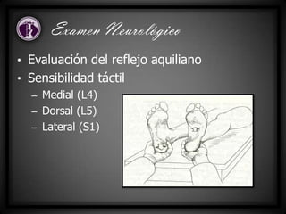• Evaluación del reflejo aquiliano
• Sensibilidad táctil
– Medial (L4)
– Dorsal (L5)
– Lateral (S1)
Examen Neurológico
 