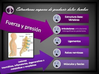 Estructuras capaces de producir dolor lumbar
articulaciones
interapofisiarias posteriores
 