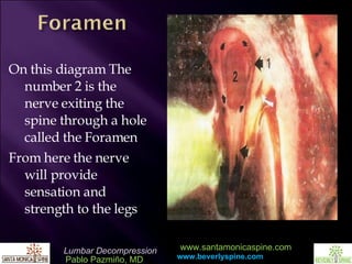 On this diagram The number 2 is the nerve exiting the spine through a hole called the Foramen From here the nerve will provide sensation and strength to the legs 