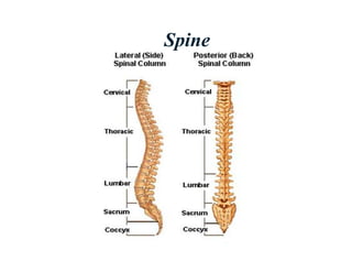 Spine
 