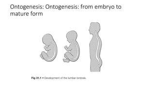 Ontogenesis: Ontogenesis: from embryo to
mature form
 