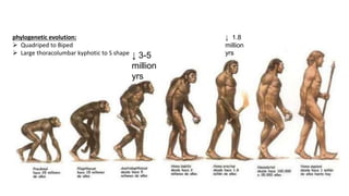 ↓ 3-5
million
yrs
↓ 1.8
million
yrs
phylogenetic evolution:
 Quadriped to Biped
 Large thoracolumbar kyphotic to S shape
 