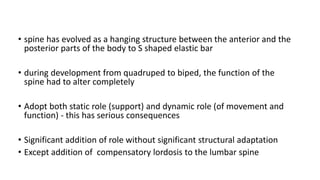 • spine has evolved as a hanging structure between the anterior and the
posterior parts of the body to S shaped elastic bar
• during development from quadruped to biped, the function of the
spine had to alter completely
• Adopt both static role (support) and dynamic role (of movement and
function) - this has serious consequences
• Significant addition of role without significant structural adaptation
• Except addition of compensatory lordosis to the lumbar spine
 