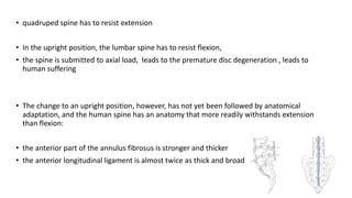 • quadruped spine has to resist extension
• In the upright position, the lumbar spine has to resist flexion,
• the spine is submitted to axial load, leads to the premature disc degeneration , leads to
human suffering
• The change to an upright position, however, has not yet been followed by anatomical
adaptation, and the human spine has an anatomy that more readily withstands extension
than flexion:
• the anterior part of the annulus fibrosus is stronger and thicker
• the anterior longitudinal ligament is almost twice as thick and broad
 