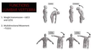 FUNCTIONS
LUMBAR VERTEBRA
1. Weight transmission – L4/L5
and L5/S1
2. Multidirectional Movement
–T12/L1
 