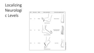 Localizing
Neurologi
c Levels
 